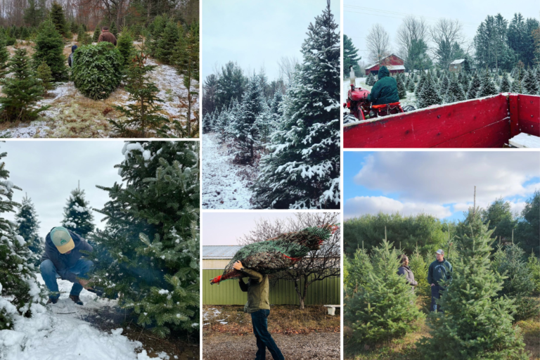14 BEST U-Cut & Pre-Cut Christmas Tree Farms in Michigan