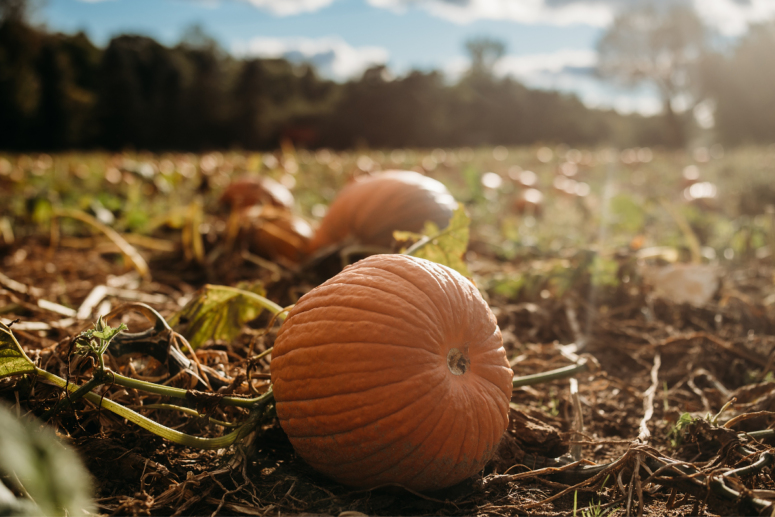 Pumpkin Patches - Chambers Family Farm