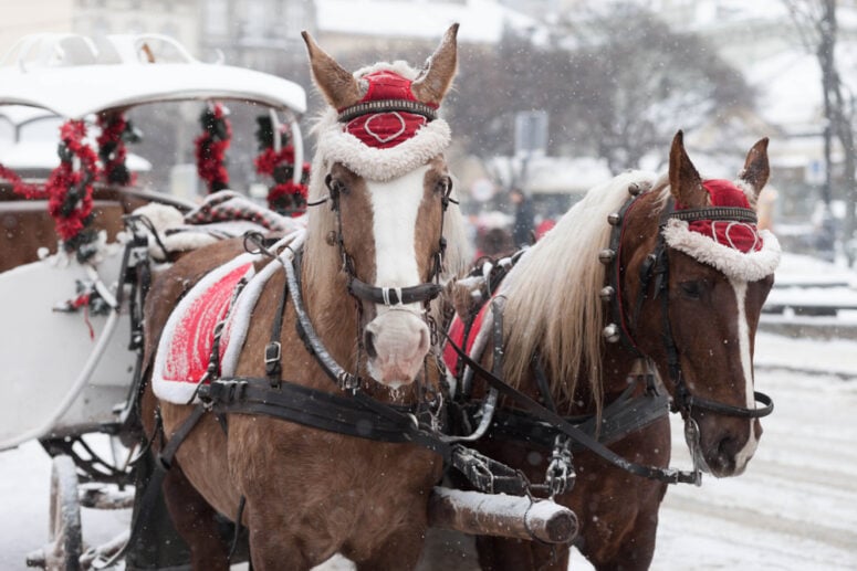 Horse Drawn Carriage Ride