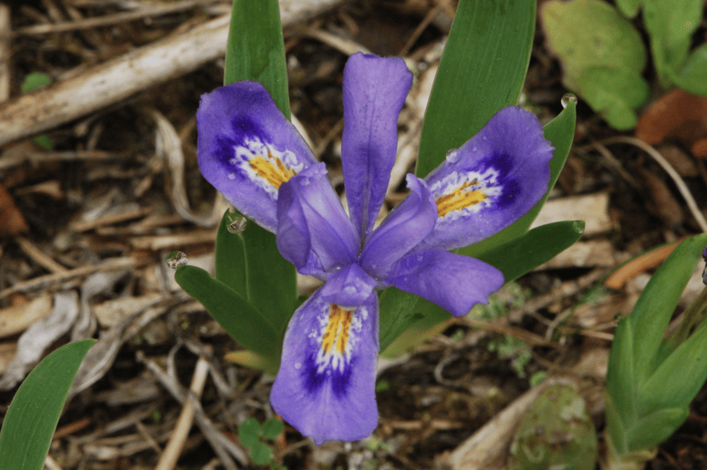 Dwarf Lake Iris