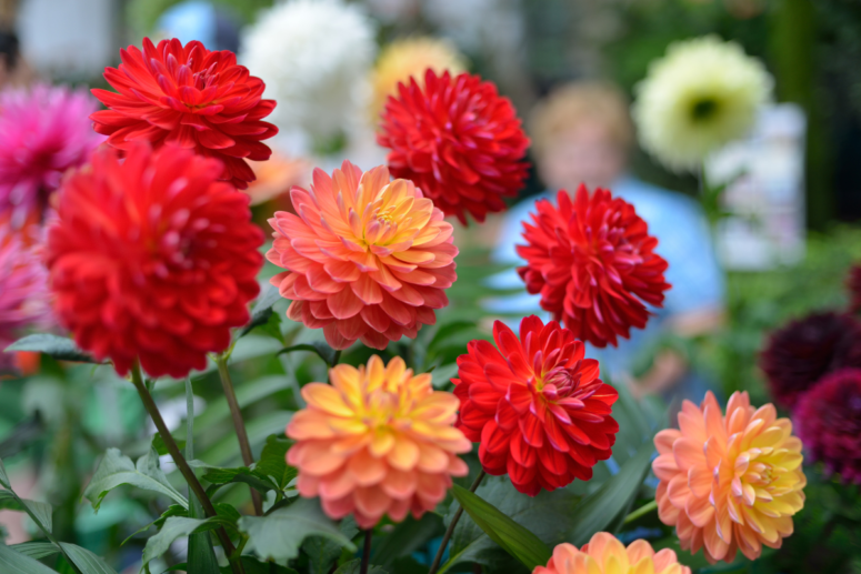 T2D March - Garden Show