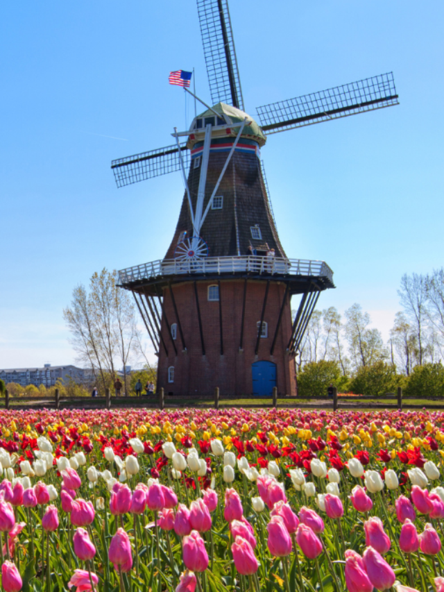 5 Fun Ways to Experience Tulip Time in Holland Michigan