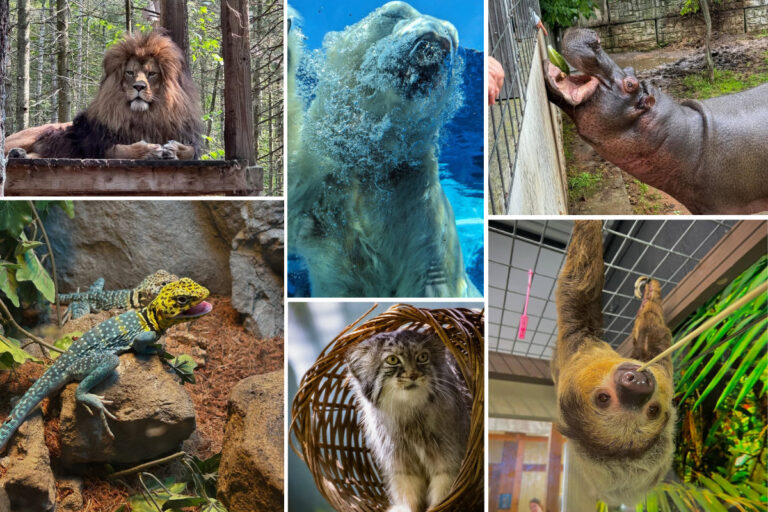 AM Zoo's