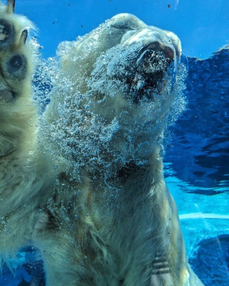Zoos In Michigan 18 Amazing Aquariums & Unique Zoos to Explore in Michigan