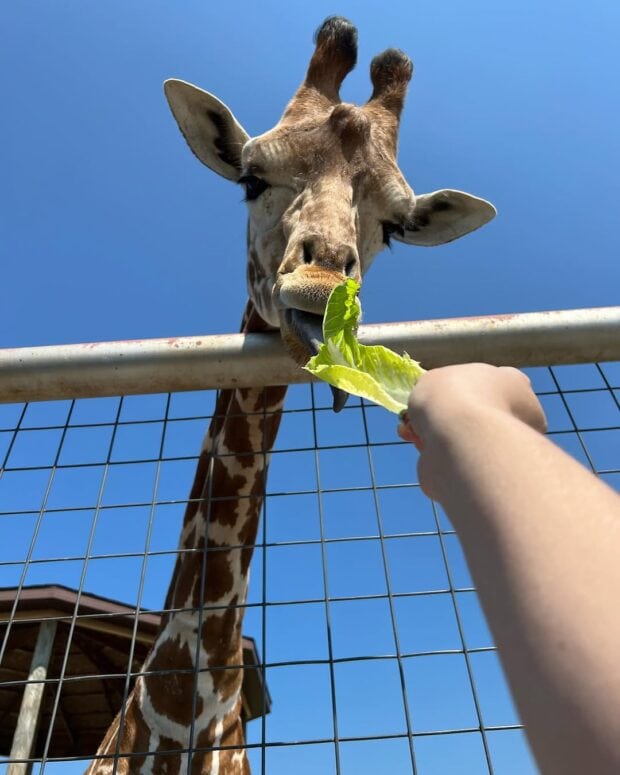 Boulder Ridge Wild Animal Park