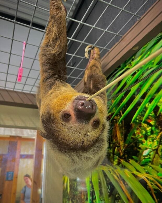 Lewis Adventure Farm &Amp; Zoo