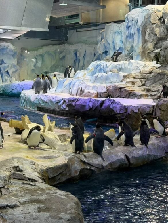 Polk Penguin Conservation Center