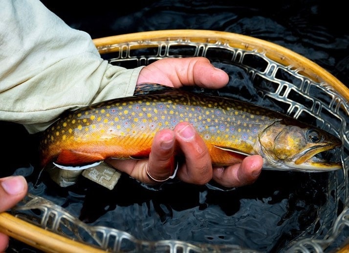 Rainbow Trout-Up