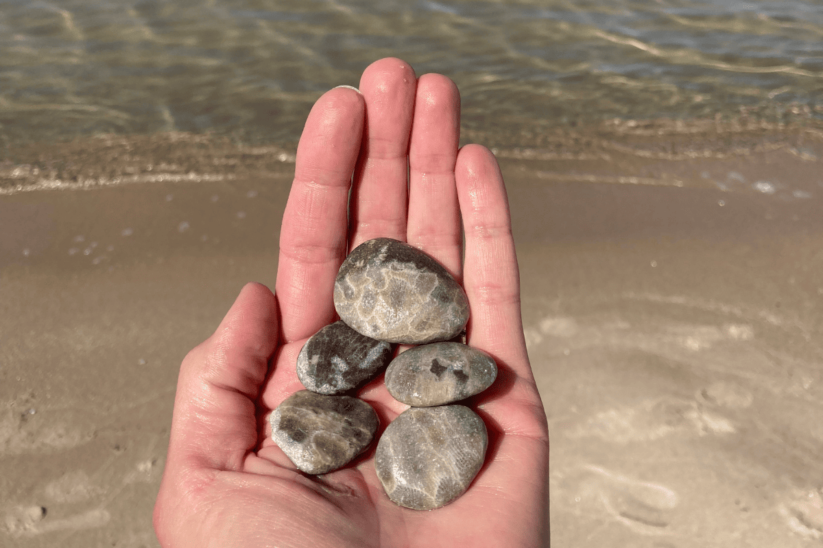 Petoskey Stones