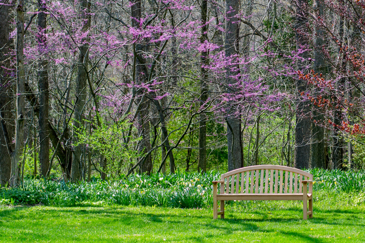 Spring Bloom