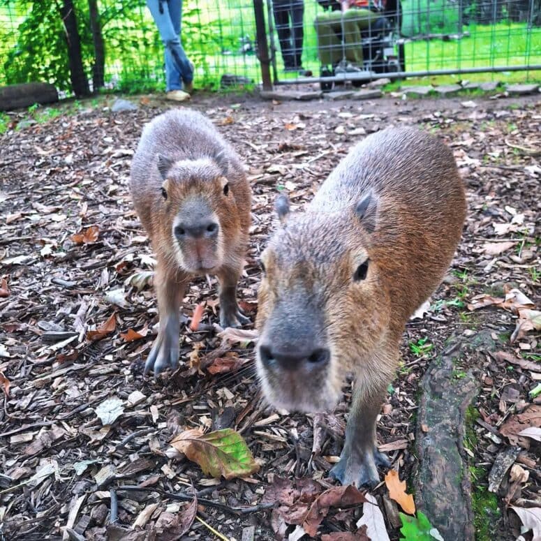 Wilderness Trails Zoo