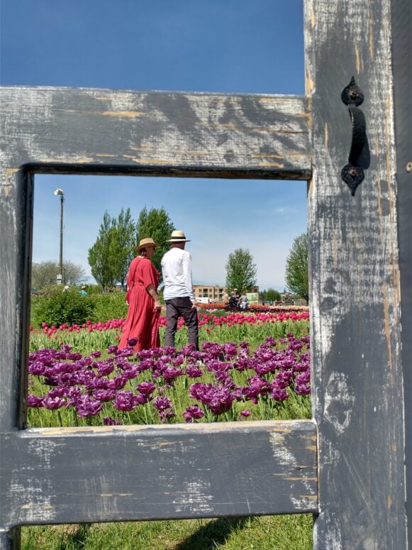 Tulips At Window On The Waterfront - Tulip Time In Holland