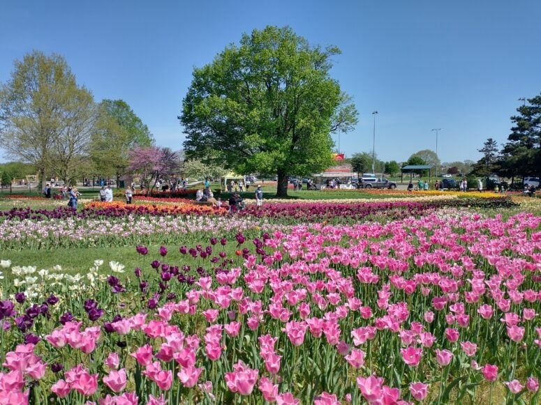 Tulips At Window On The Waterfront - Tulip Time In Holland