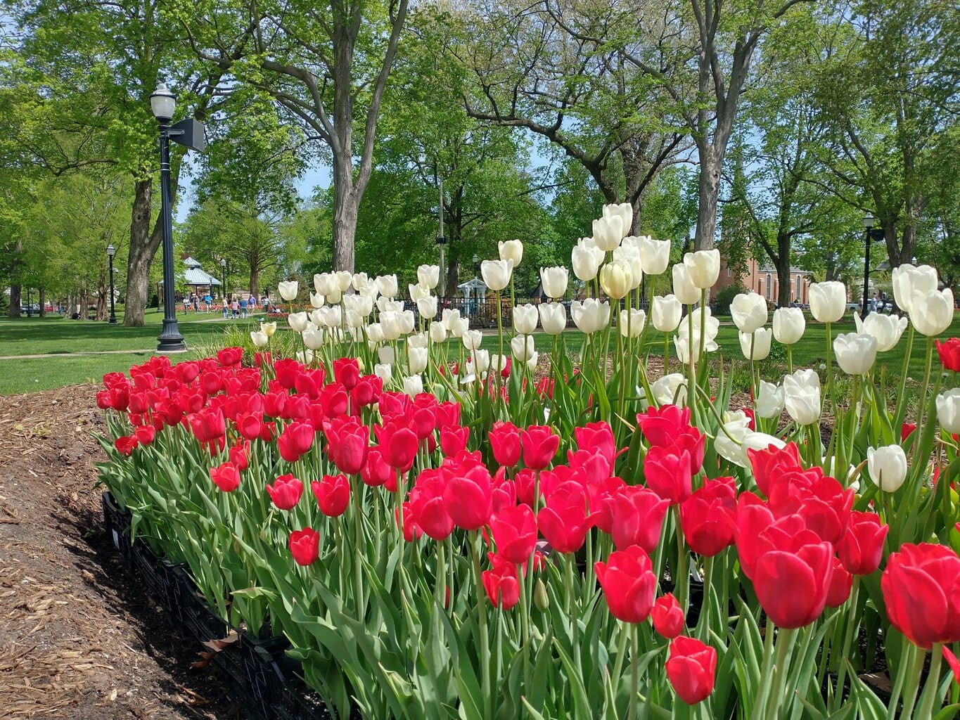Centennial Park Tulip Time Holland