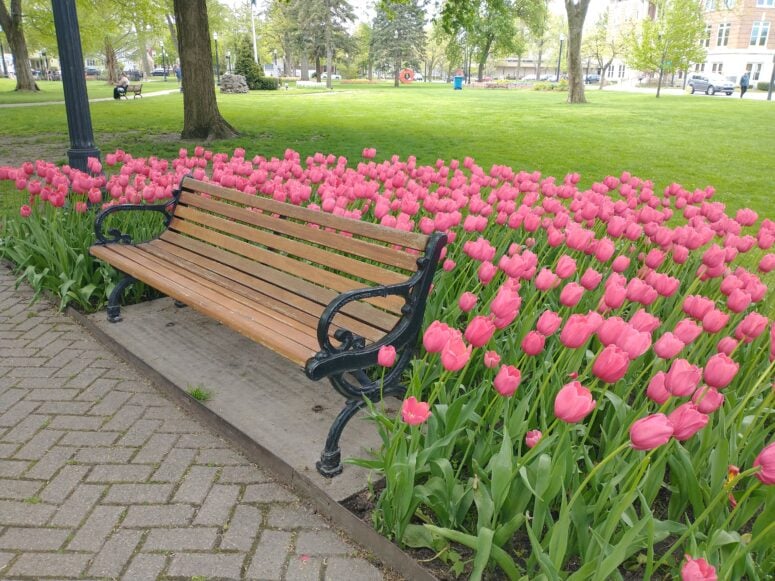 Centennial Park Tulip Time Holland