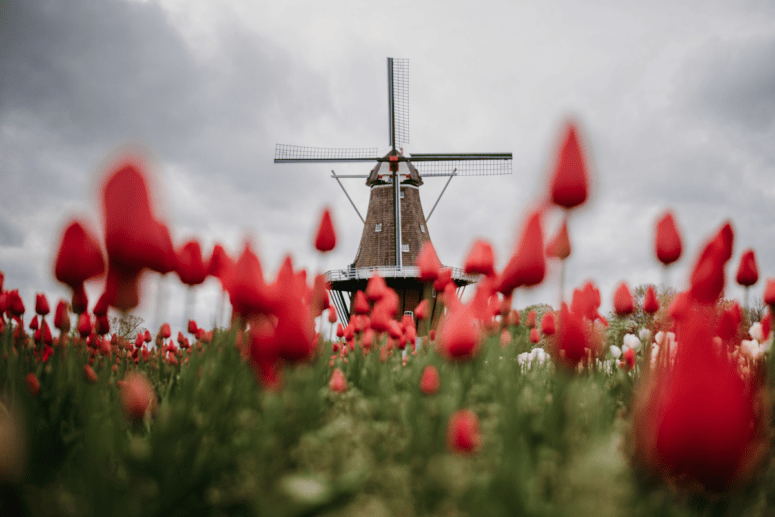 Tulip Time