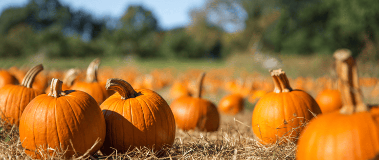 Charlevoix Apple Festival - A Vibrant Celebration in 2025
