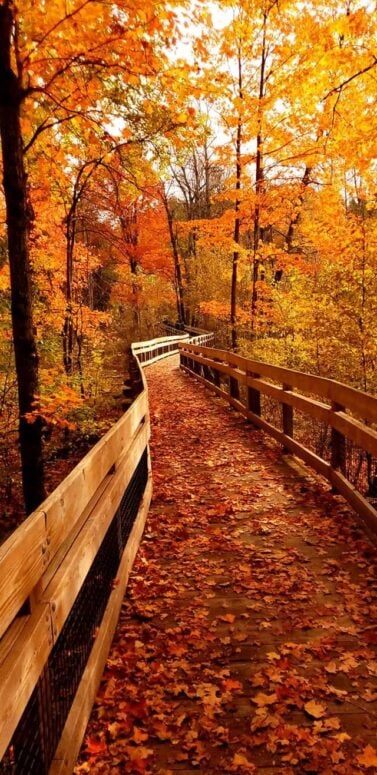 Manistee River Roadside Park