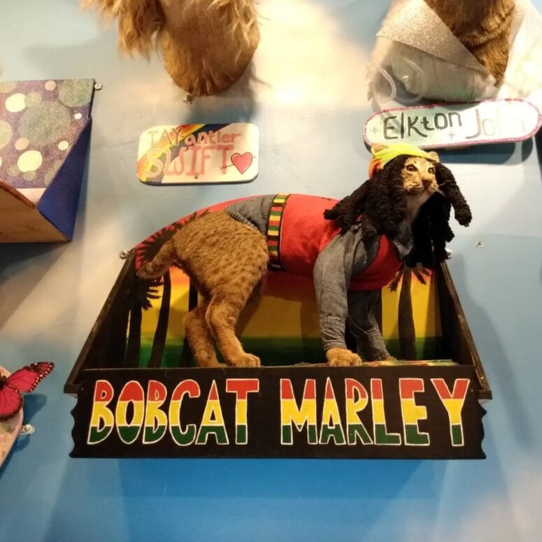 The Wacky Taxidermy &Amp; Miniatures Museum