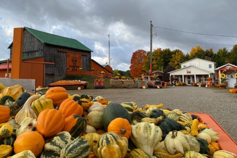 Gene The Pumpkin Man Historic Barn And Produce.