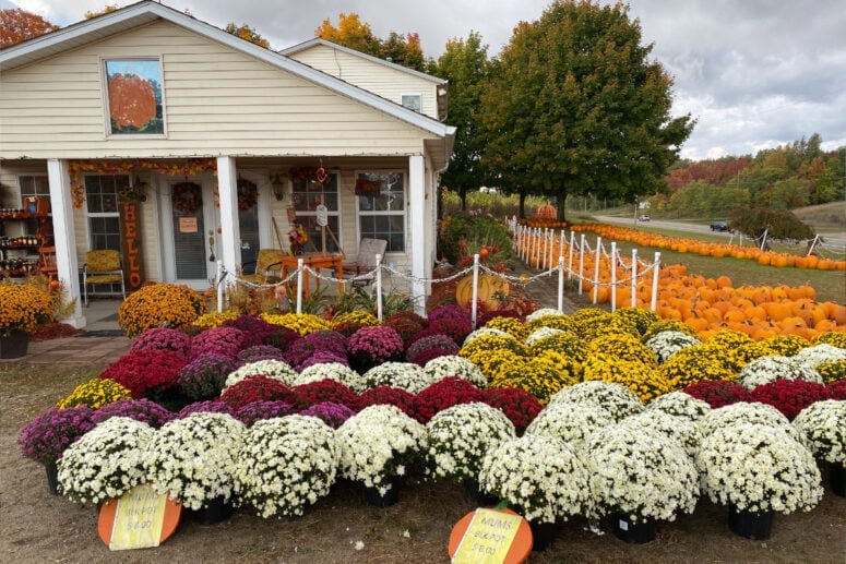Gene The Pumpkin Man Mums For Sale.