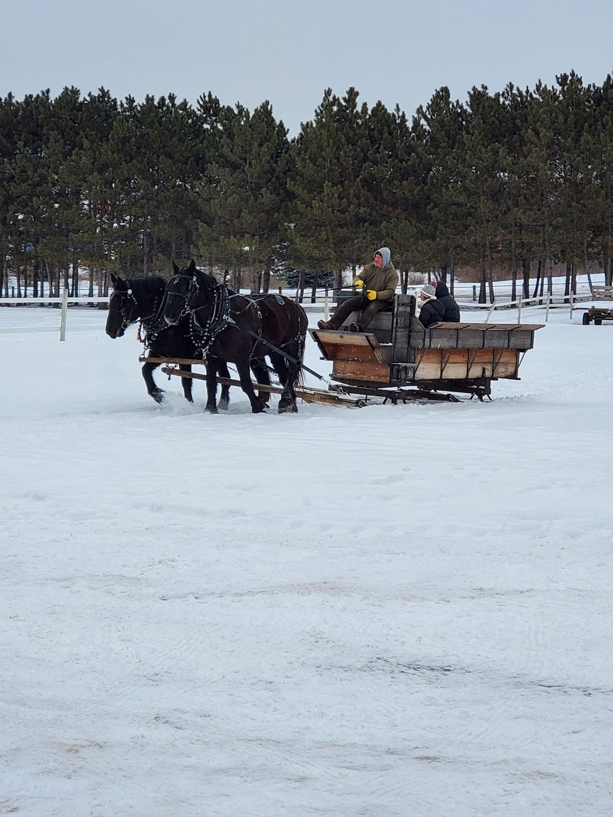 Hardware Ranch Sleigh Rides 18 Fun Sleigh Rides in Michigan to Experience This Winter