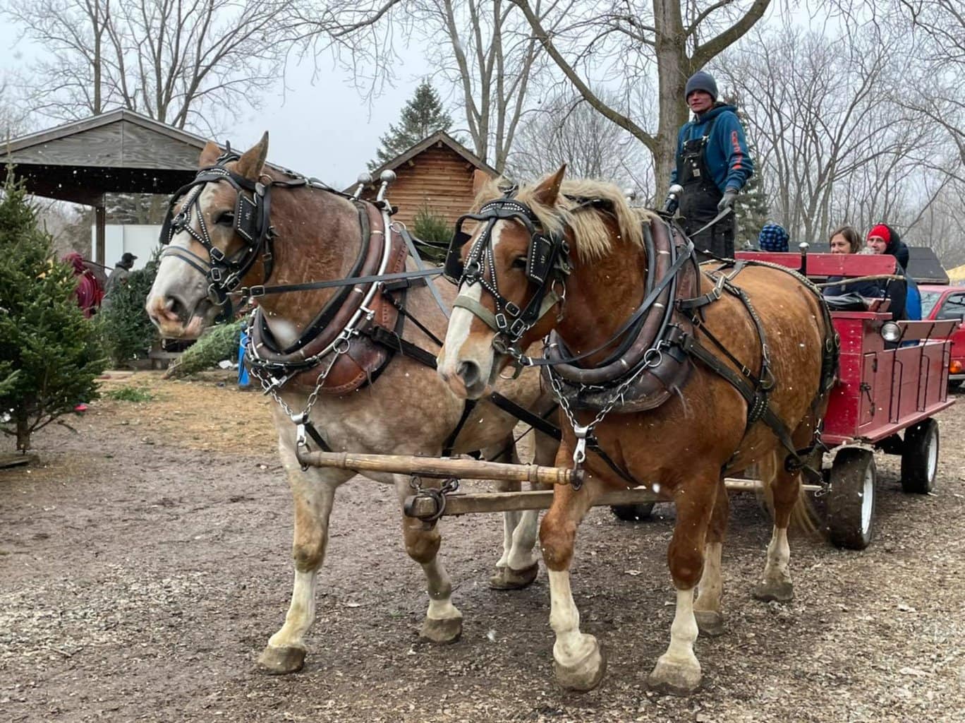 19 Fun Sleigh Rides in Michigan to Experience This Winter
