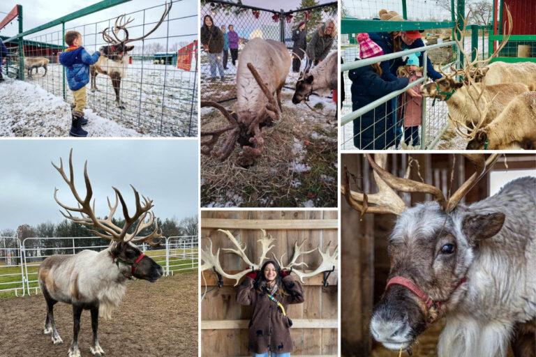 Reindeer Farms