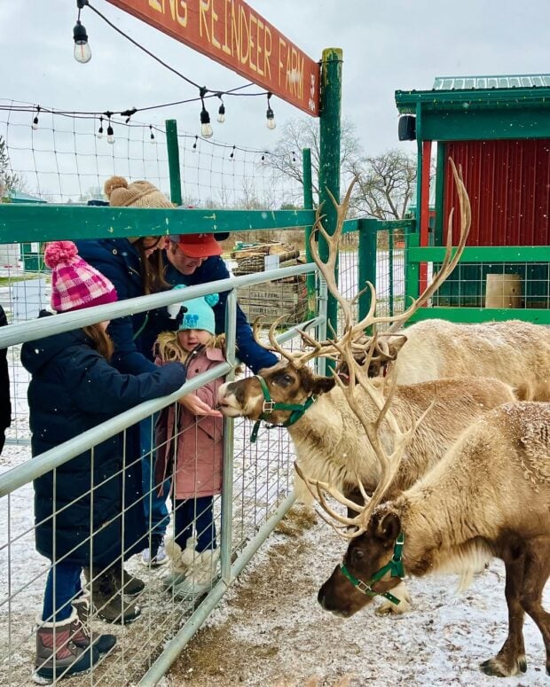 Rooftop Landing Reindeer Farm