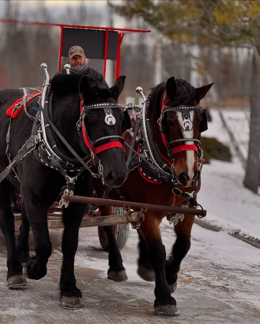 18 Fun Sleigh Rides in Michigan to Experience This Winter