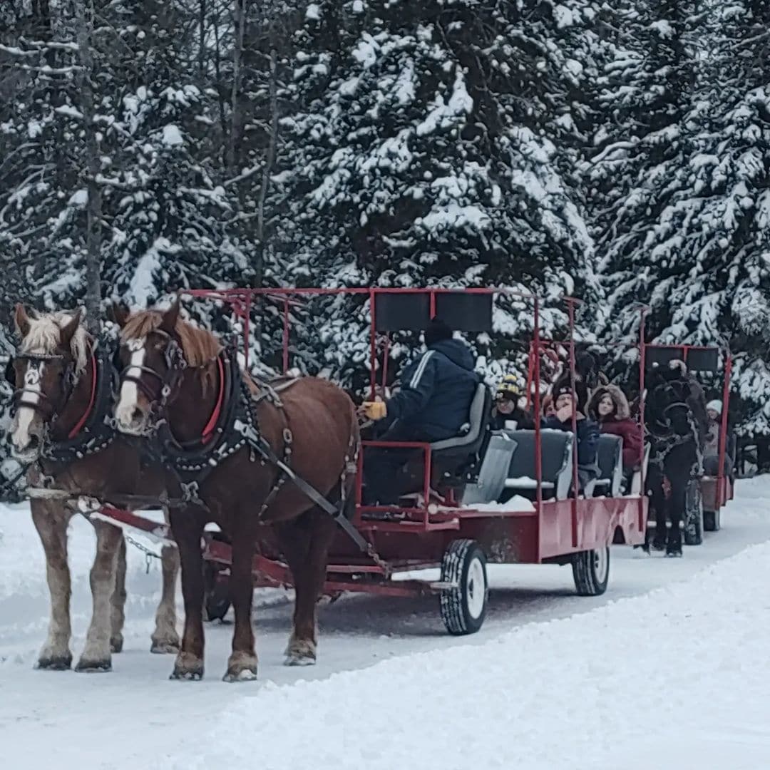 19 Fun Sleigh Rides in Michigan to Experience This Winter