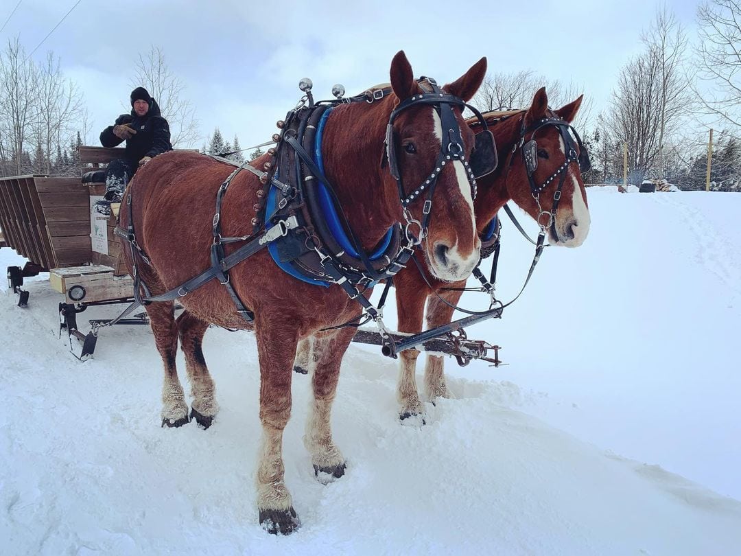 19 Fun Sleigh Rides in Michigan to Experience This Winter