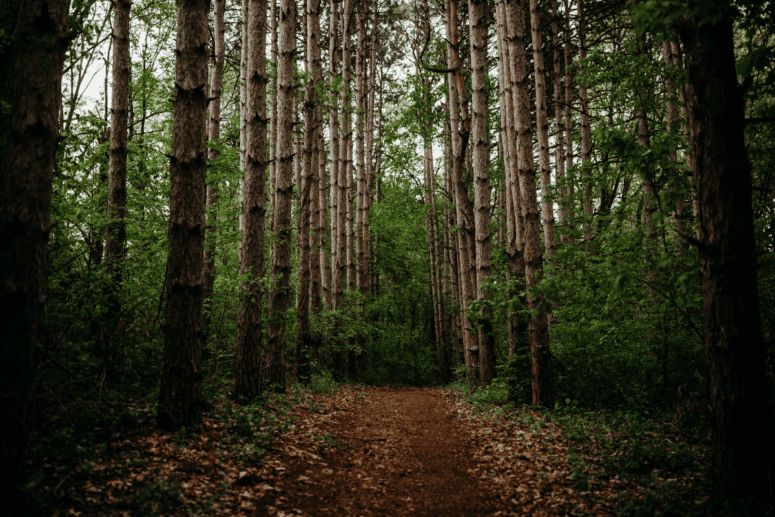 A Hike At Stony Creek Metropark