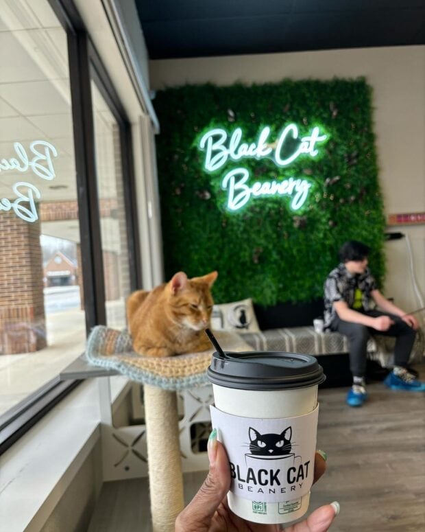 Black Cat Beanery-Orion Twp