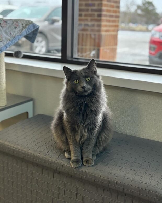 Black Cat Beanery-Orion Twp