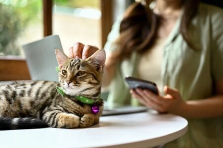 10 Purr-Fect Cat Cafes In Michigan