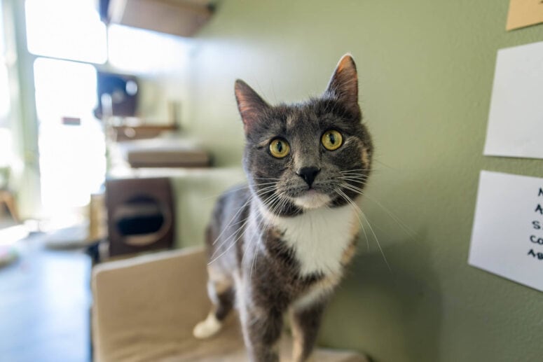 Happycatcafe-Grand Rapids