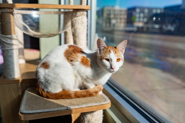 Happycatcafe-Grand Rapids