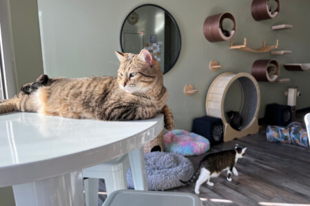 11 Purr-fect Cat Cafes in Michigan