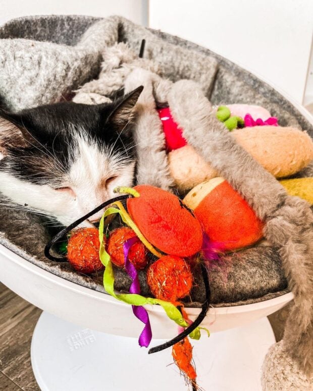 Happy Cat Cafe-Grand Rapids