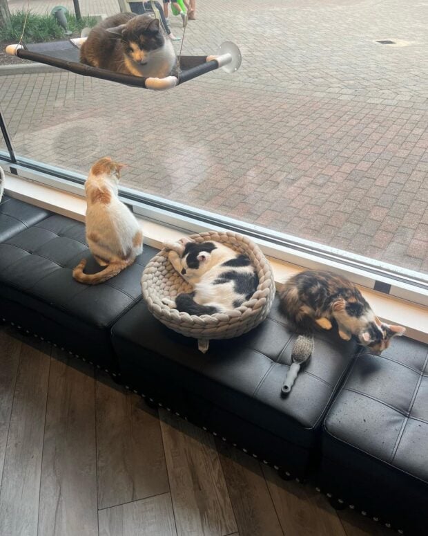 Kitty Catfé-Clinton Twp