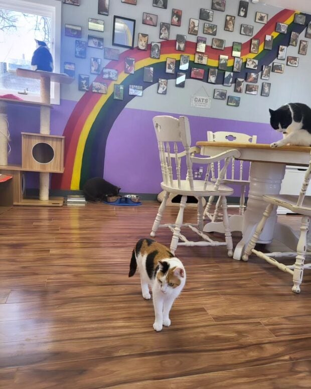 Kzoo Cat Cafe And Rescue-Kalamazoo