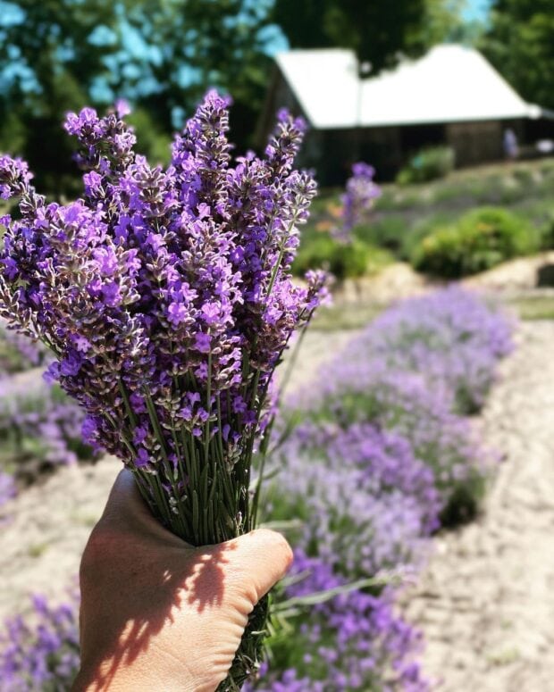 Bohemian Lavender Farm-Maple City