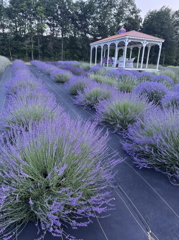 Cherry Hill Lavender Farm In Frankfort