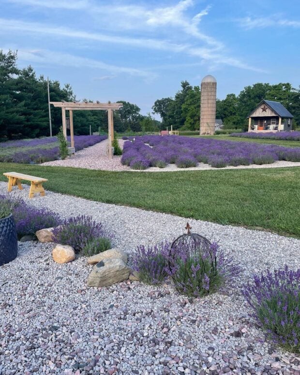 Hidden Spruce Lavender Farm-Leslie