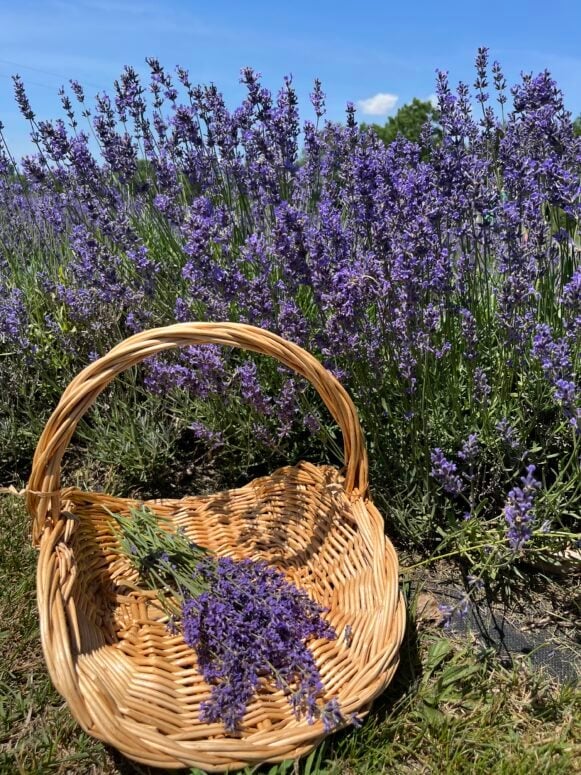 Sixteen Sprigs Lavender In Alma