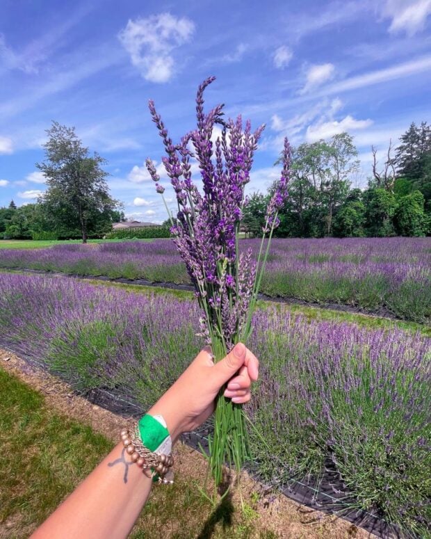 Indigo Lavender Farms-Imlay City