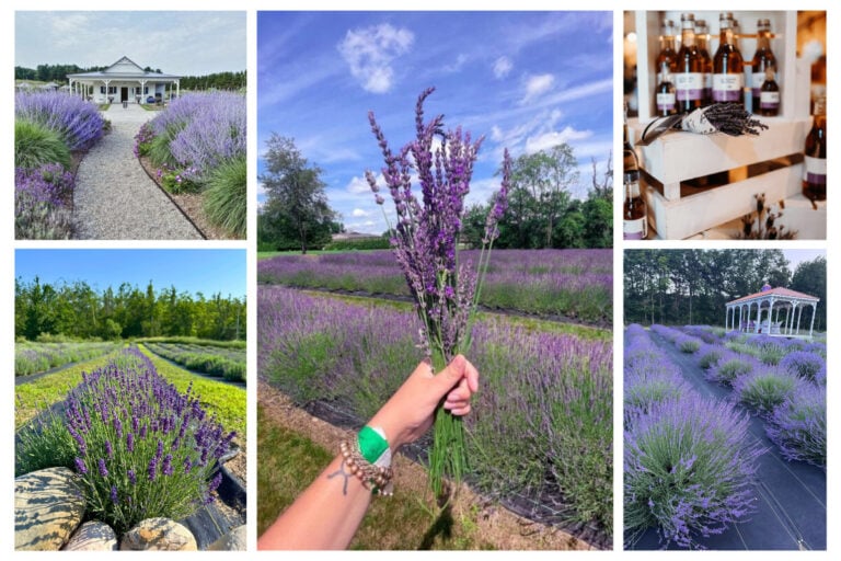 Michigan Lavender Farms