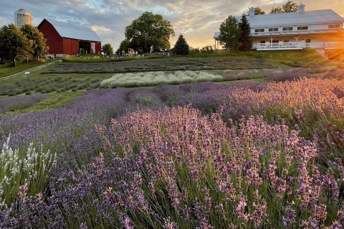 Lavender Farms