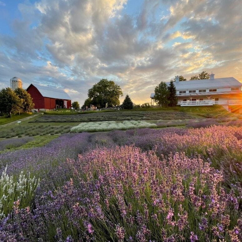 Lavender Hill Farm-Boyne City